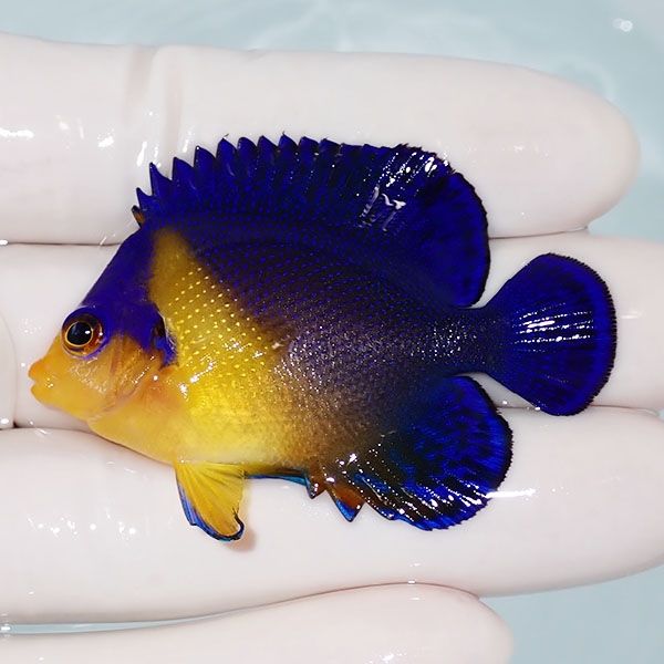 【現物13】sale スミレヤッコ 5.5cm±! 海水魚 ヤッコ 15時までのご注文...