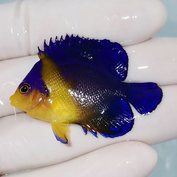 【現物14】sale スミレヤッコ 4.7cm±! 海水魚 ヤッコ 15時までのご注文...