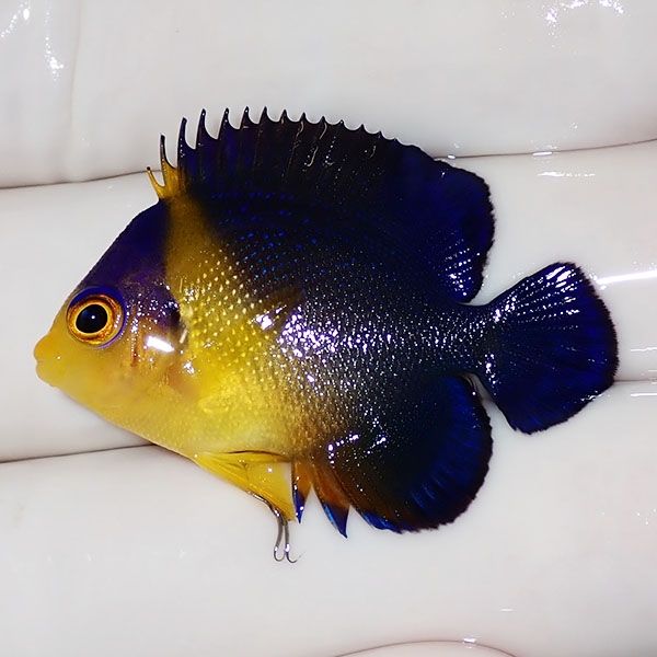 【現物15】sale スミレヤッコ 3.5cm±! 海水魚 ヤッコ 15時までのご注文...