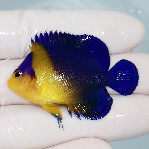 【現物16】sale スミレヤッコ 5cm±! 海水魚 ヤッコ 15時までのご注文で...