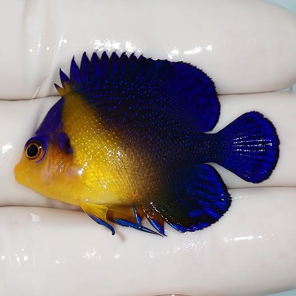 【現物2】sale スミレヤッコ 4.2cm±! 海水魚 ヤッコ 15時までのご注文で...