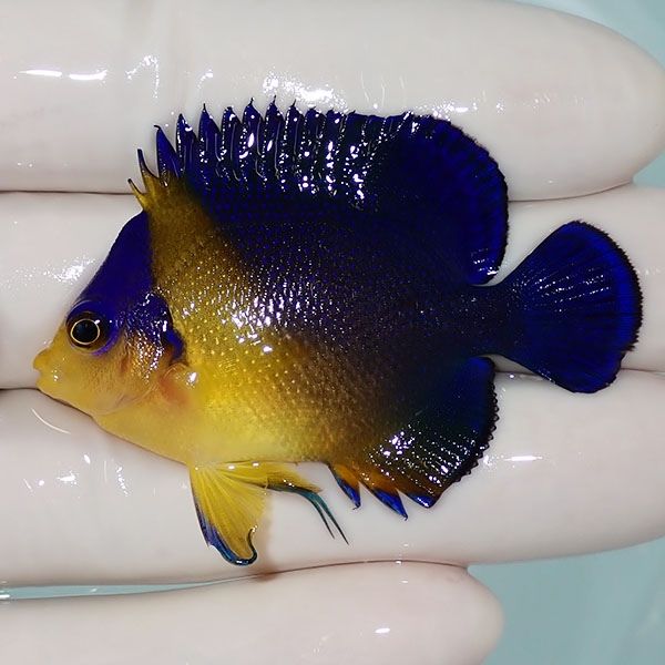 【現物10】ヒレ奇形 スミレヤッコ 5.5cm±! 海水魚 ヤッコ 15時までのご...