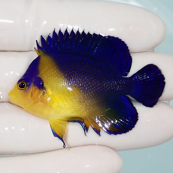 【現物11】sale スミレヤッコ 5.5cm±! 海水魚 ヤッコ 15時までのご注文...