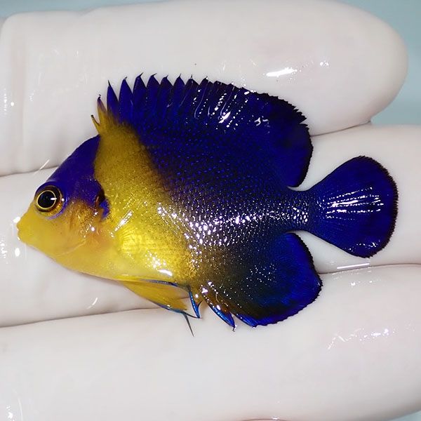 【現物12】sale スミレヤッコ 4cm±! 海水魚 ヤッコ 15時までのご注文で...