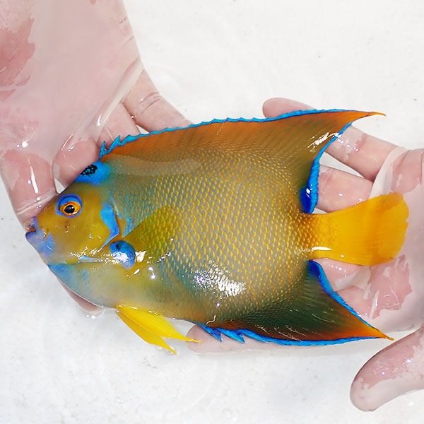 【現物1】クイーンエンゼル 16.5cm± !海水魚 ヤッコ 15時までのご注文で...