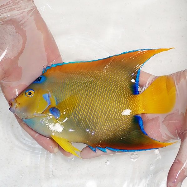 【現物2】クイーンエンゼル 20.5cm± !海水魚 ヤッコ 15時までのご注文で...