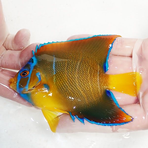 【現物3】クイーンエンゼル 11cm± !海水魚 ヤッコ 15時までのご注文で当...