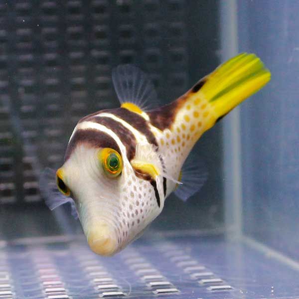 シマキンチャクフグ 3-5cm【1匹】! 海水魚 フグ