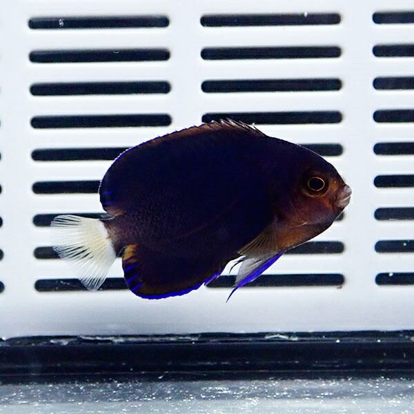 チャイロヤッコ 4-5cm± !海水魚 ヤッコ 15時までのご注文で当日発送(t111
