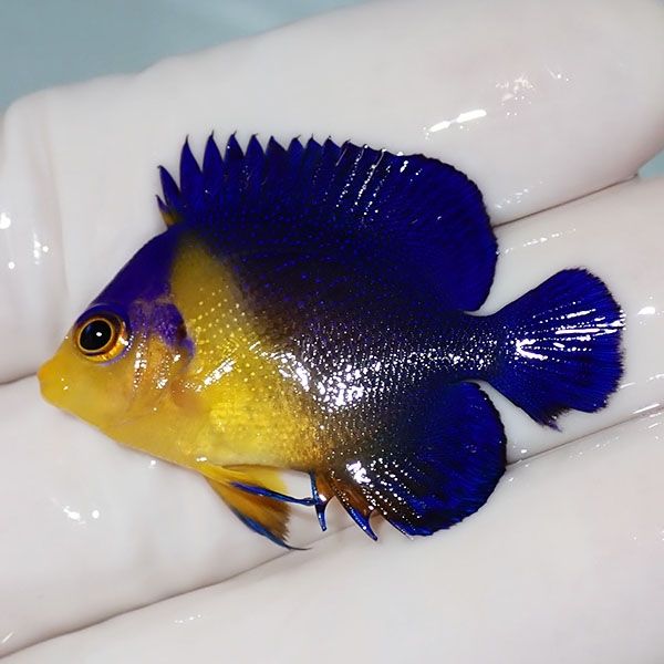 【現物23】sale スミレヤッコ 3.8cm±! 海水魚 ヤッコ 15時までのご注文...
