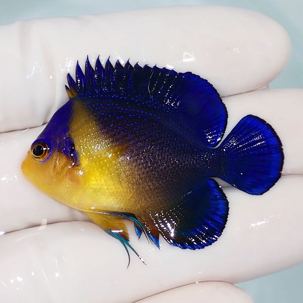 【現物31】sale スミレヤッコ 4.7cm±! 海水魚 ヤッコ 15時までのご注文...
