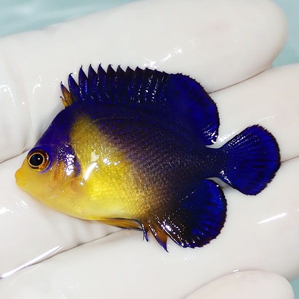 【現物32】sale スミレヤッコ 4cm±! 海水魚 ヤッコ 15時までのご注文で...