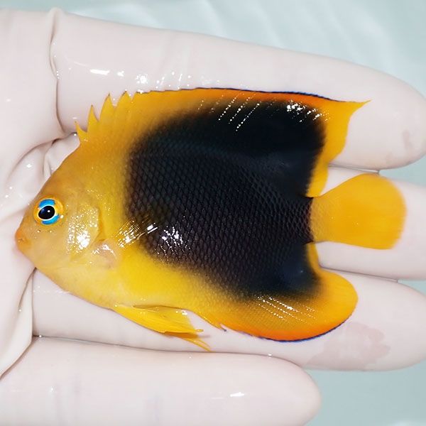 【現物1】ロックビューティー 7cm±!海水魚 ヤッコ 15時までのご注文で当...