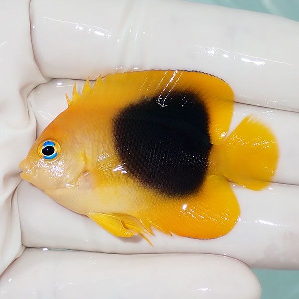 【現物2】ロックビューティー 5.2cm±!海水魚 ヤッコ 15時までのご注文で...
