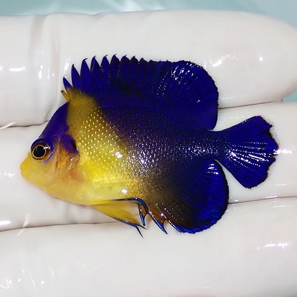 【現物18】sale スミレヤッコ 4.5cm±! 海水魚 ヤッコ 15時までのご注文...