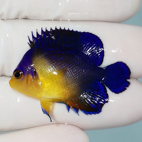 【現物19】sale スミレヤッコ 3.8cm±! 海水魚 ヤッコ 15時までのご注文...