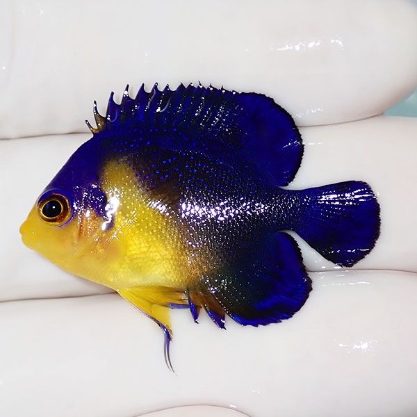 【現物20】sale スミレヤッコ 3.5cm±! 海水魚 ヤッコ 15時までのご注文...