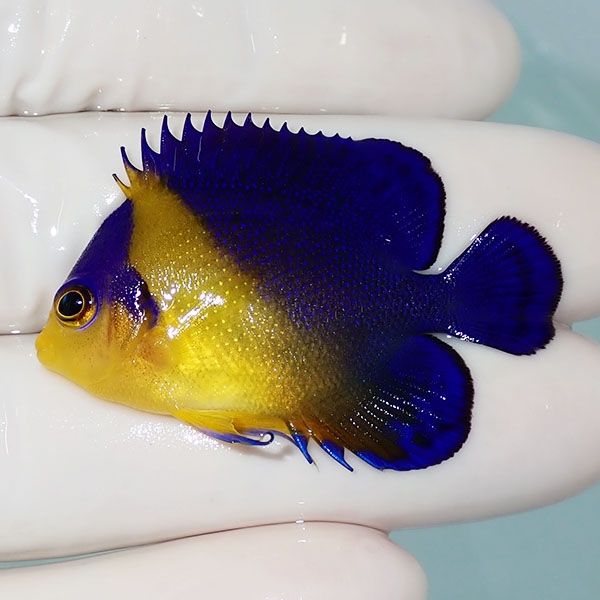 【現物21】sale スミレヤッコ 4.5cm±! 海水魚 ヤッコ 15時までのご注文...