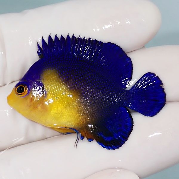 【現物22】sale スミレヤッコ 4.2cm±! 海水魚 ヤッコ 15時までのご注文...