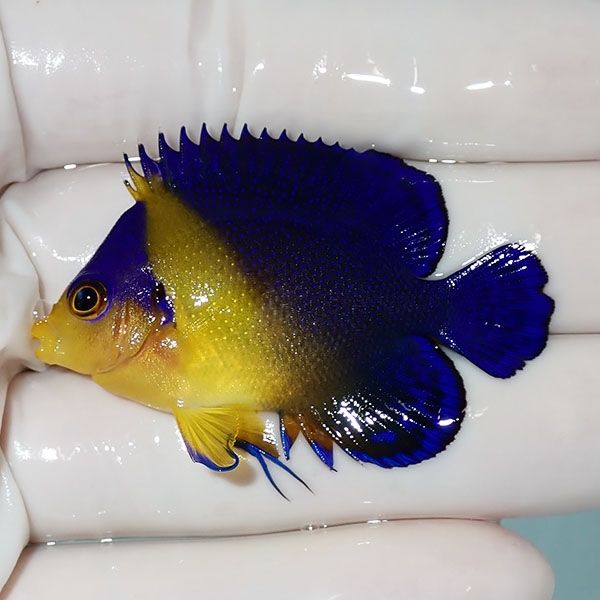 【現物24】sale スミレヤッコ 4.8cm±! 海水魚 ヤッコ 15時までのご注文...
