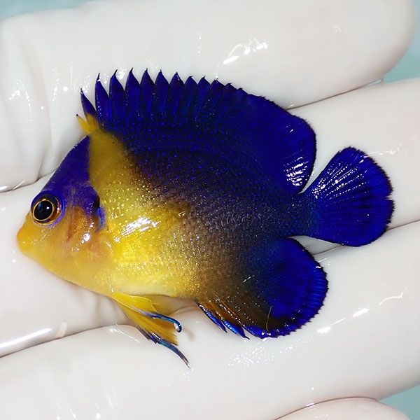 【現物25】sale スミレヤッコ 4cm±! 海水魚 ヤッコ 15時までのご注文で...