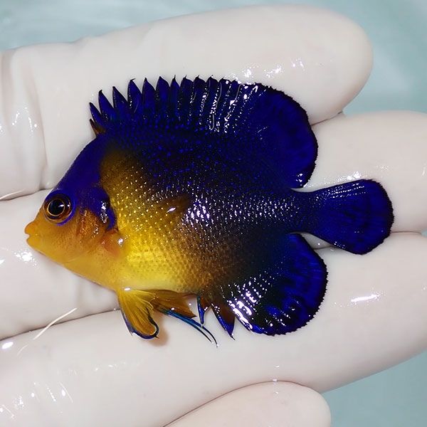 【現物26】sale スミレヤッコ 4.5cm±! 海水魚 ヤッコ 15時までのご注文...