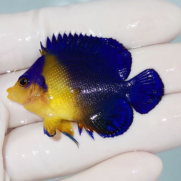 【現物27】sale スミレヤッコ 5cm±! 海水魚 ヤッコ 15時までのご注文で...
