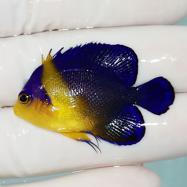 【現物28】sale スミレヤッコ 4cm±! 海水魚 ヤッコ 15時までのご注文で...