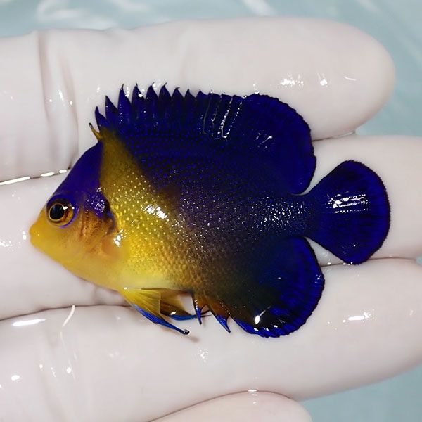 【現物29】sale スミレヤッコ 4.5cm±! 海水魚 ヤッコ 15時までのご注文...