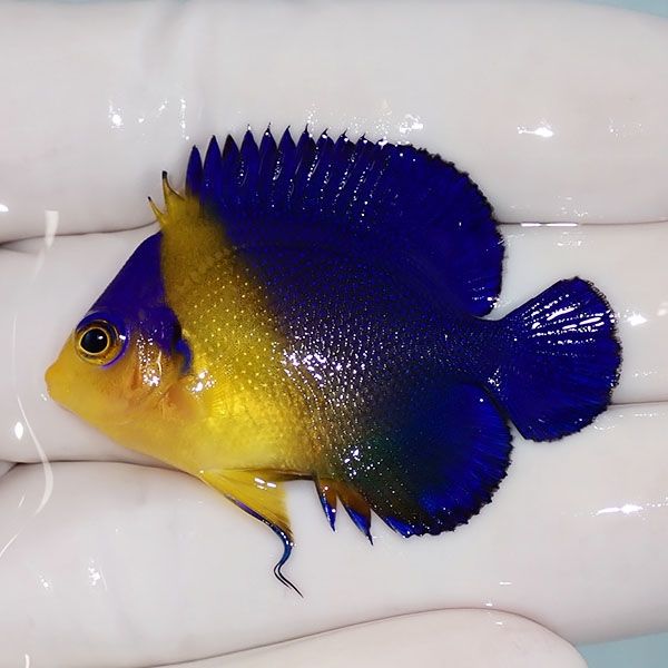 【現物30】sale スミレヤッコ 4.5cm±! 海水魚 ヤッコ 15時までのご注文...