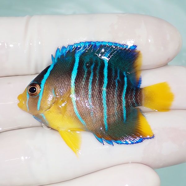 【現物1】ブルーエンゼル 5cm± !海水魚 ヤッコ 15時までのご注文で当日...