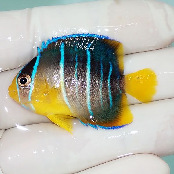 【現物2】ブルーエンゼル 4.5cm± !海水魚 ヤッコ 15時までのご注文で当...