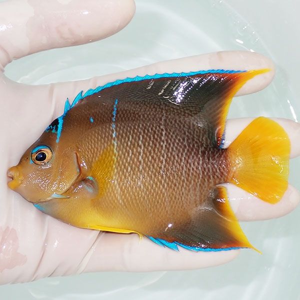 【現物4】ブルーエンゼル 11cm± カリブ産!海水魚 ヤッコ 15時までのご注...