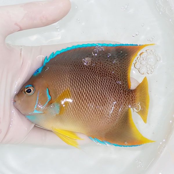 【現物5】ブルーエンゼル 13cm± カリブ産!海水魚 ヤッコ 15時までのご注...