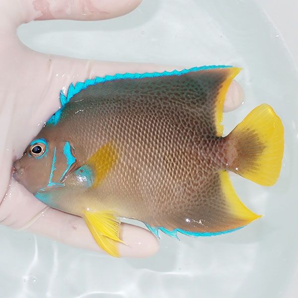 【現物6】ブルーエンゼル 12cm± カリブ産!海水魚 ヤッコ 15時までのご注...