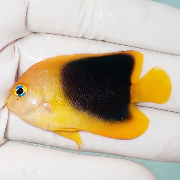 【現物3】ロックビューティー 5.5cm±!海水魚 ヤッコ 15時までのご注文で...