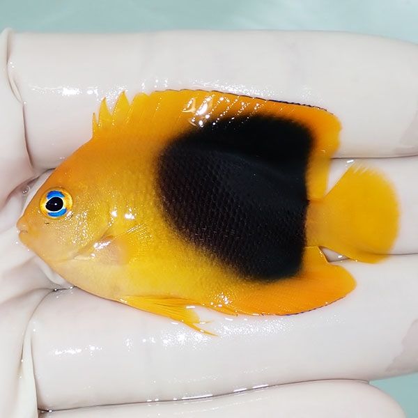 【現物4】ロックビューティー 5.5cm±!海水魚 ヤッコ 15時までのご注文で...