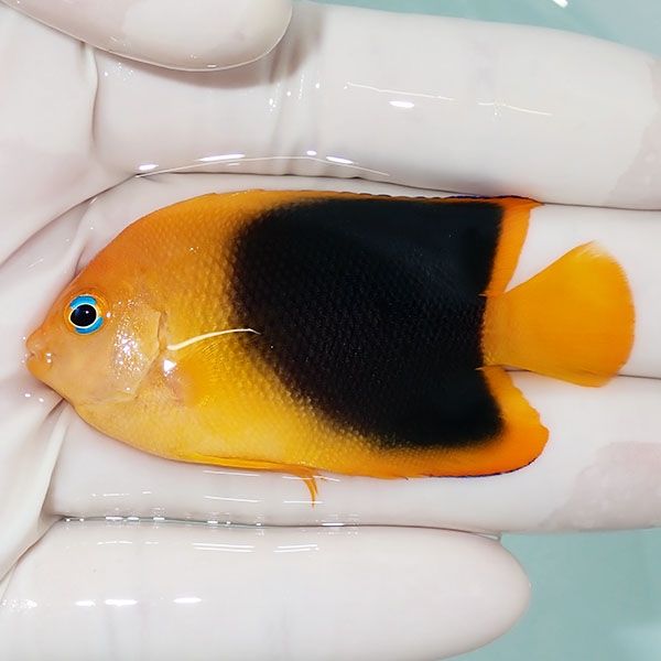 【現物5】ロックビューティー 6.2cm±!海水魚 ヤッコ 15時までのご注文で...