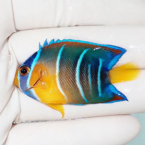【現物1】タウンゼントエンゼル 5cm± !海水魚 ヤッコ 15時までのご注文...