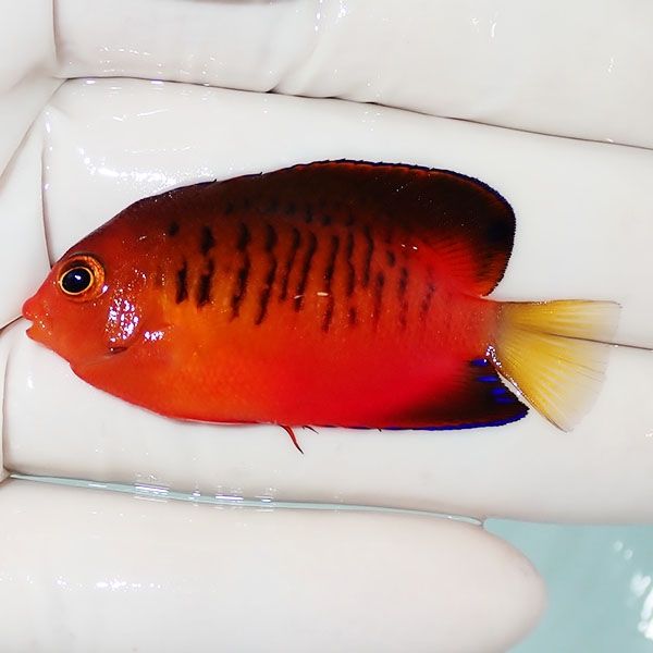 【現物3】ダイダイヤッコ 5.2cm±!海水魚 ヤッコ 15時までのご注文で当日...