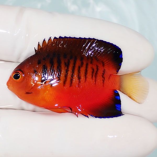 【現物4】ダイダイヤッコ 5cm±!海水魚 ヤッコ 15時までのご注文で当日発...