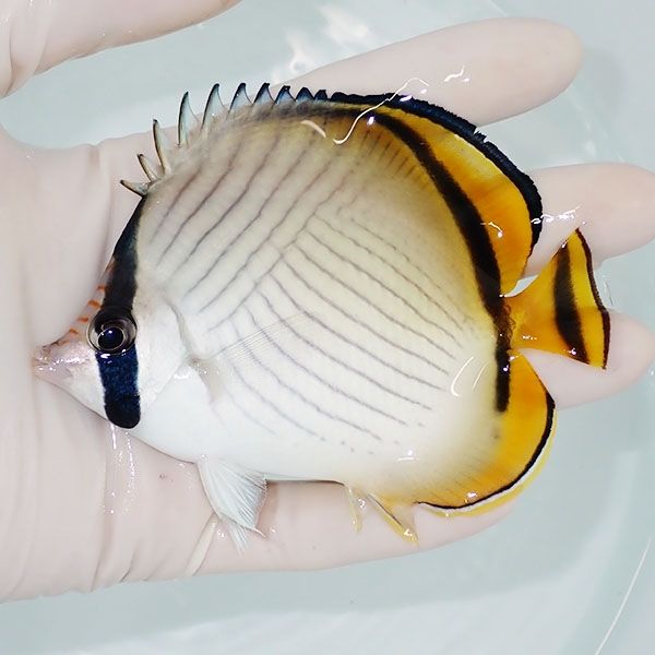 【現物2】フウライチョウ 10.5cm±! 海水魚 チョウチョウウオ 15時までの...