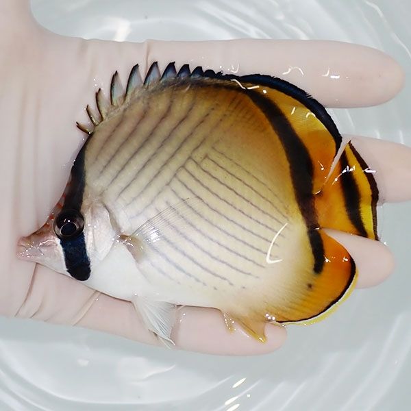【現物1】フウライチョウ 10.5cm±! 海水魚 チョウチョウウオ 15時までの...