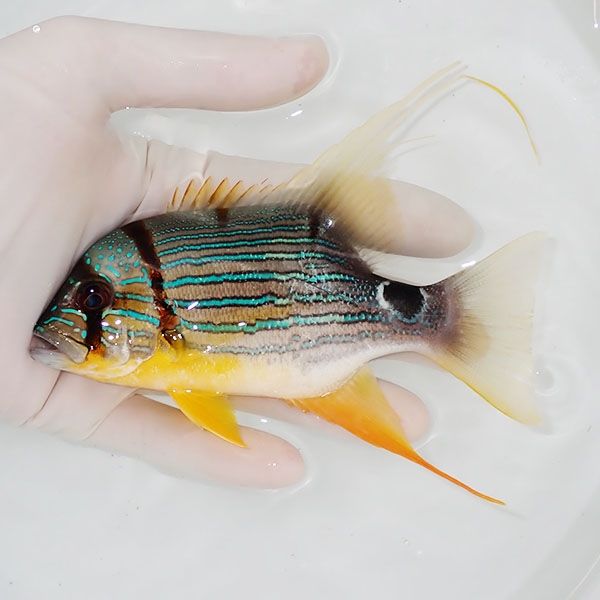 【現物】ロングフィンスナッパー 14cm± ! 海水魚 フエダイ 15時までのご...