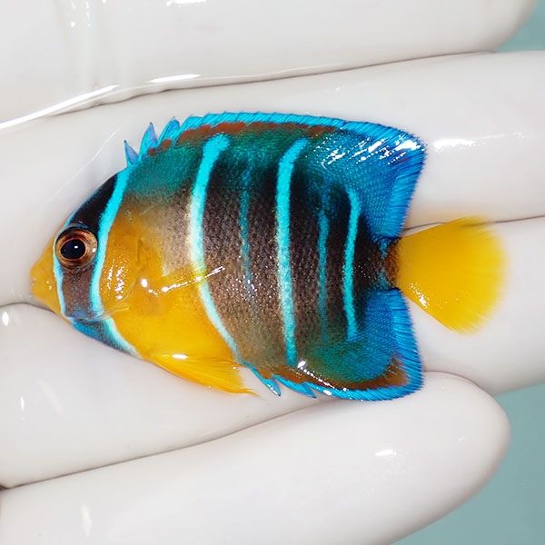 【現物2】タウンゼントエンゼル 4.5cm±!海水魚 ヤッコ 15時までのご注文...