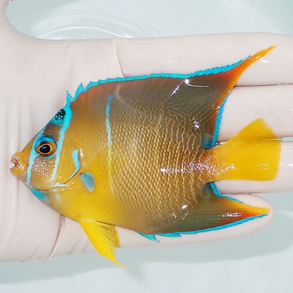 【現物3】タウンゼントエンゼル 9.5cm± !海水魚 ヤッコ 15時までのご注...