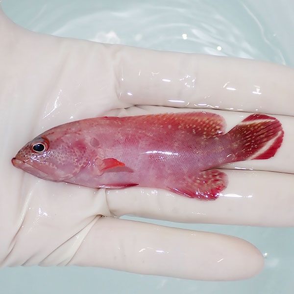 【現物】ニジハタ 8.5cm± !海水魚 生体 15時までのご注文で当日発送(t120