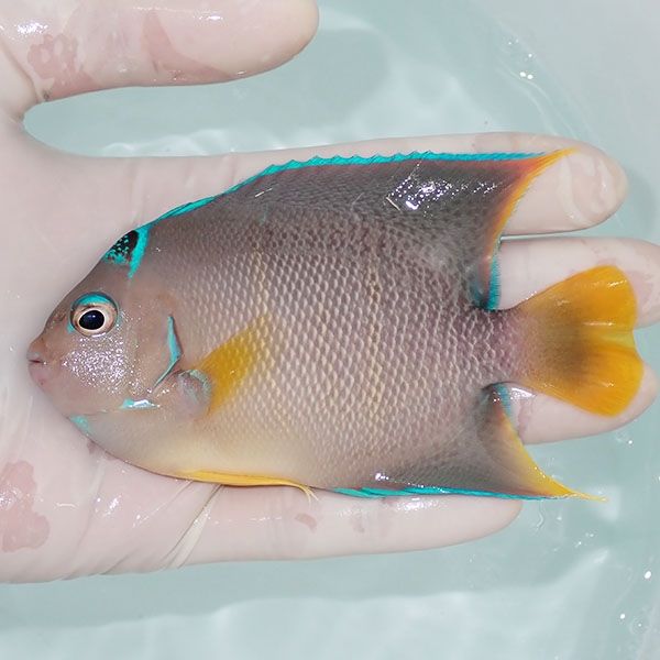 【現物7】ブルーエンゼル 11cm± !海水魚 ヤッコ 15時までのご注文で当日...
