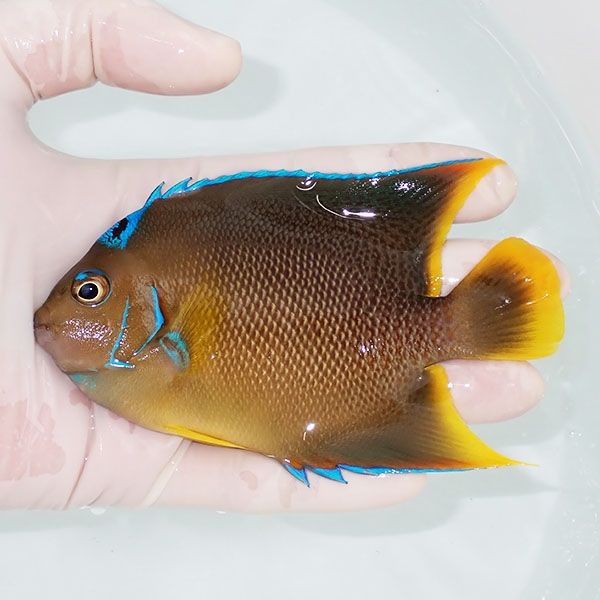 【現物8】ブルーエンゼル 12cm± !海水魚 ヤッコ 15時までのご注文で当日...