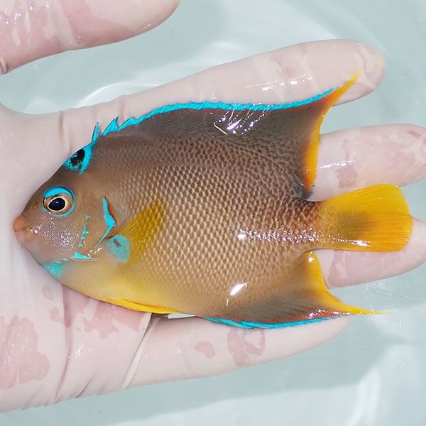 【現物9】ブルーエンゼル 10.5cm± !海水魚 ヤッコ 15時までのご注文で...